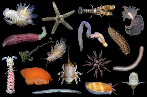 The Evolution of Magic Hands Marine D: From Ancient Seas to Modern-day Oceans